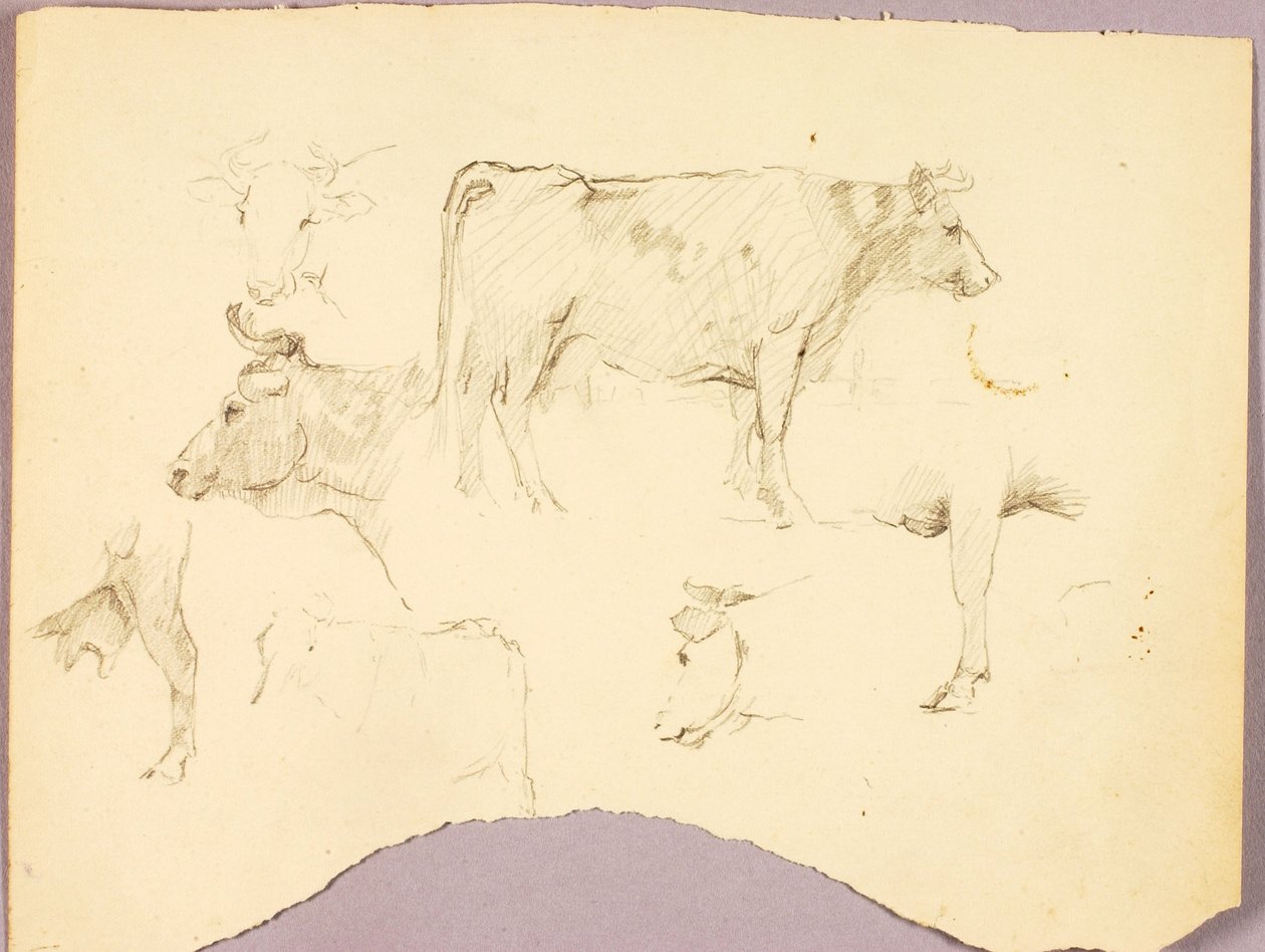 Bulls od Solon H. Borglum
