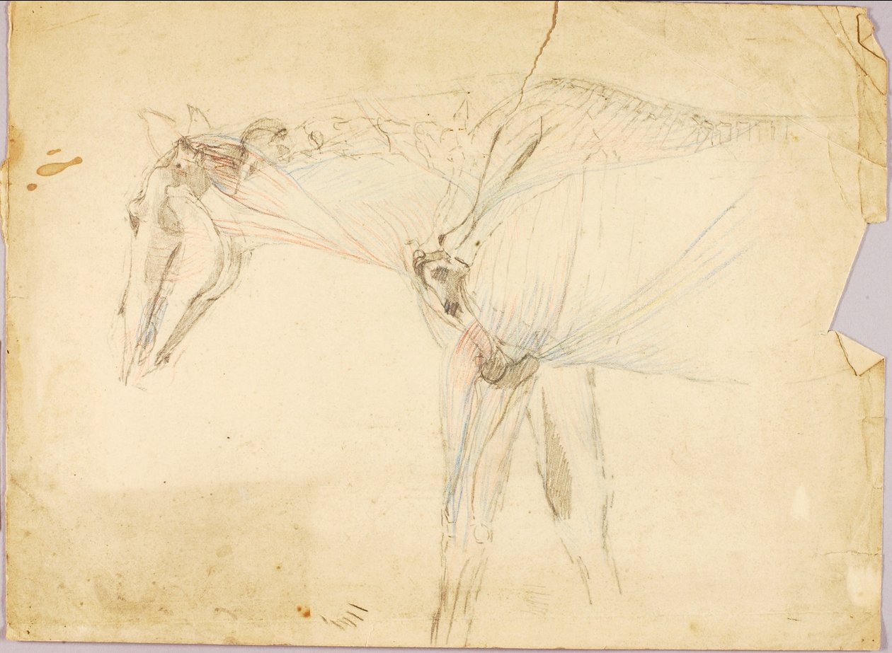 Studie koní od Solon H. Borglum