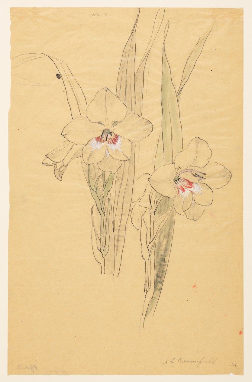 Studium Amaryllis od Sophia L. Crownfield