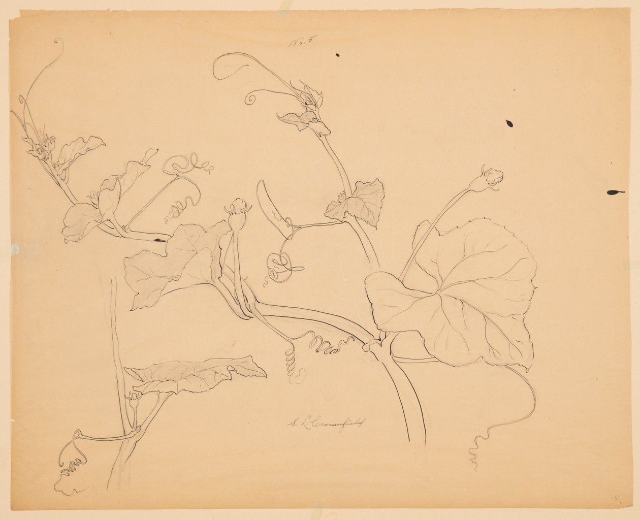 Studie squashové révy od Sophia L. Crownfield
