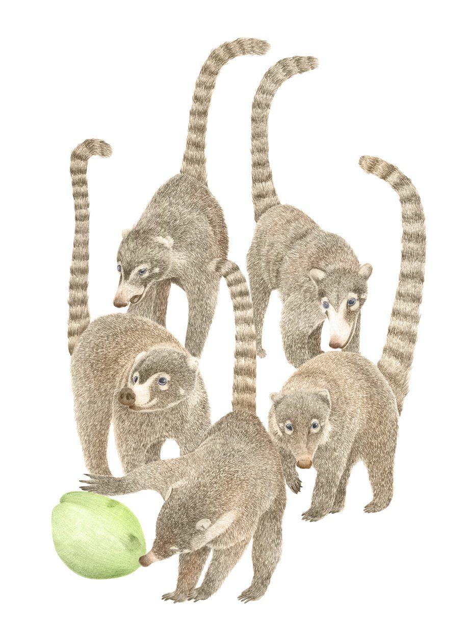 Kostarika Coatis, 2019 (grafitová tužka a digitál) od Stacy Hsu