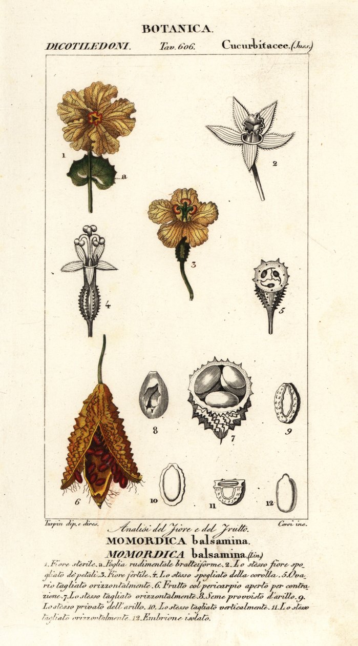 Africká okurka, Momordica balsamina od Stanghi Stanghi