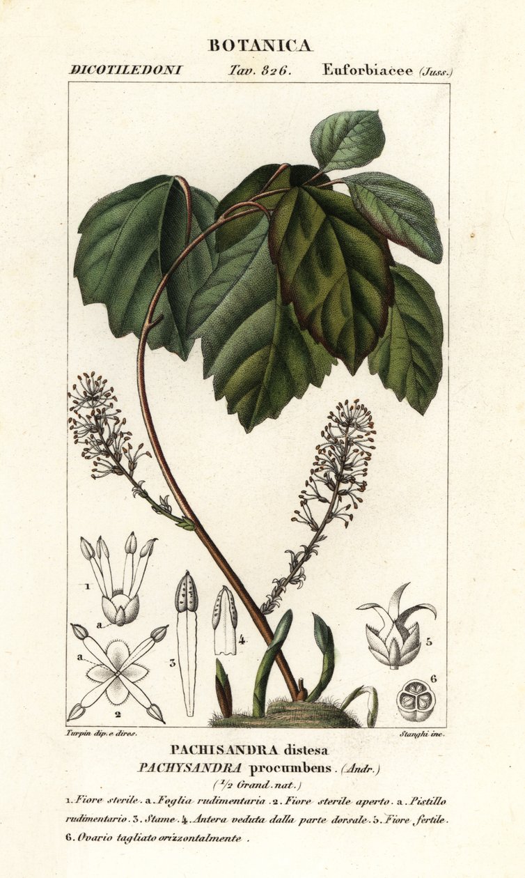 Allegheny flush, Pachysandra položená od Stanghi Stanghi