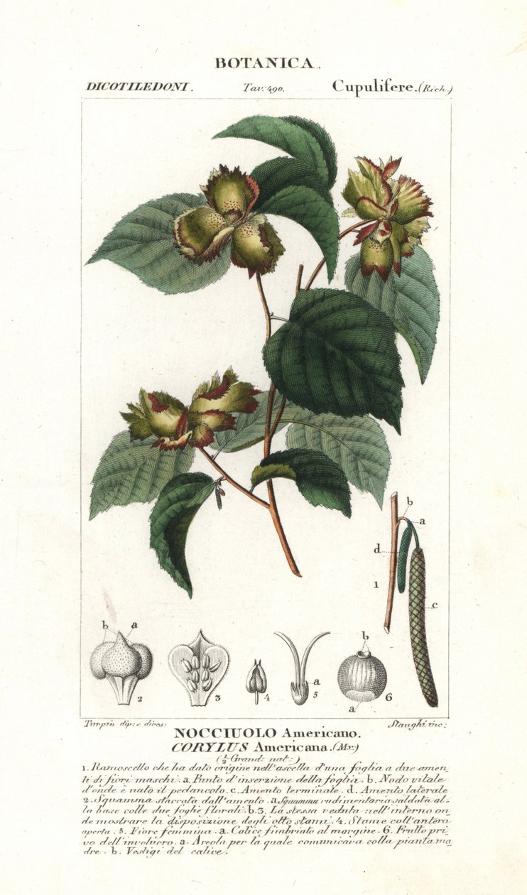 Americký lískový ořech, Corylus americana od Stanghi Stanghi