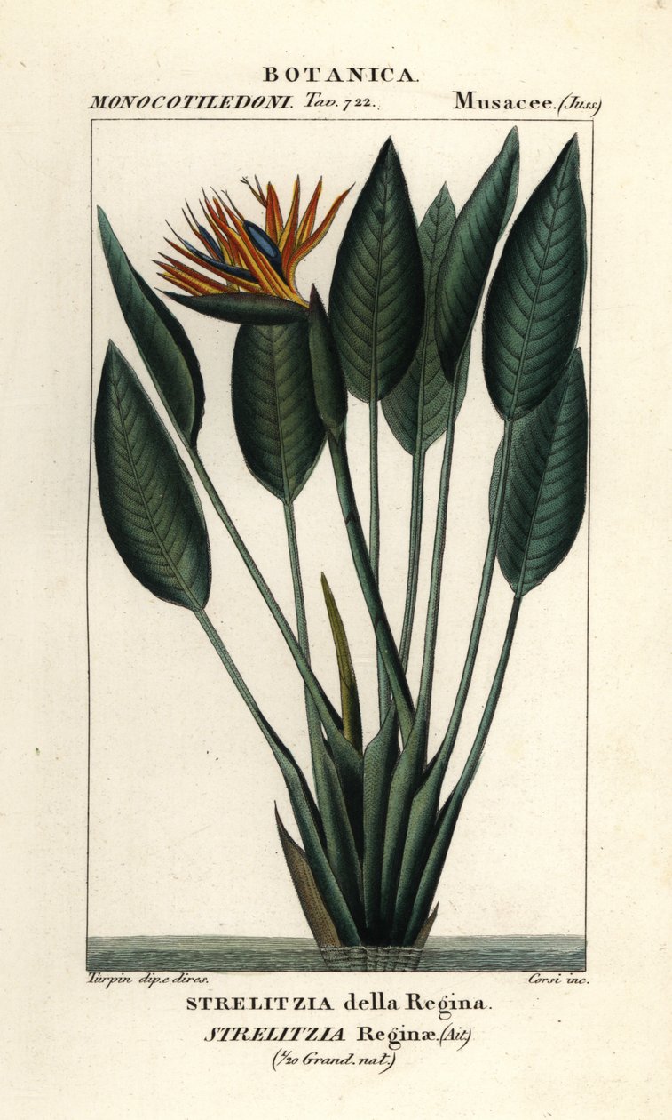 Bird of paradise, Strelitzia reginae   1406258   cs       czech Successfully Translated  Original: Figurehead Translat: Figurehead 1218113 cs czech Successfully Translated Original: Simon McTavish Translat: Simon McTavish 1231032 cs czech Successfully Tran od Stanghi Stanghi