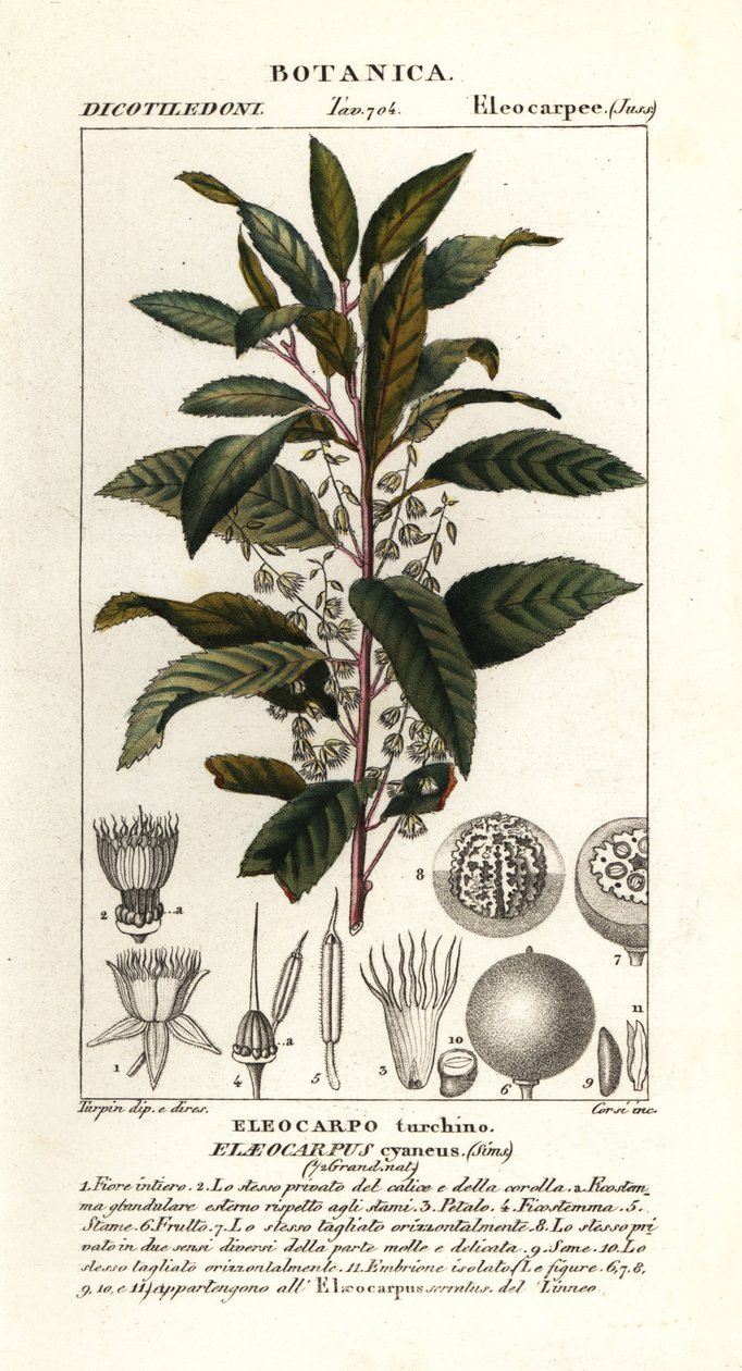 Jasan borůvkový, Elaeocarpus cyaneus od Stanghi Stanghi
