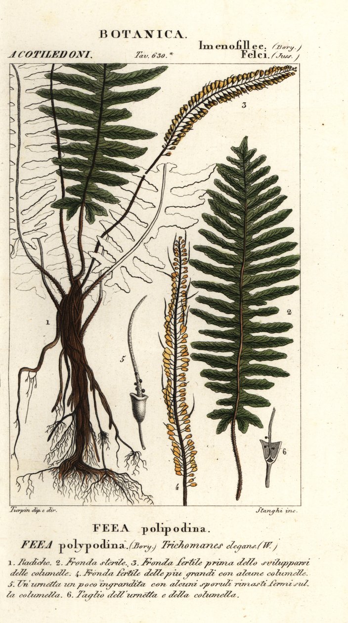 Kapradina štětinová, Trichomanes elegans od Stanghi Stanghi