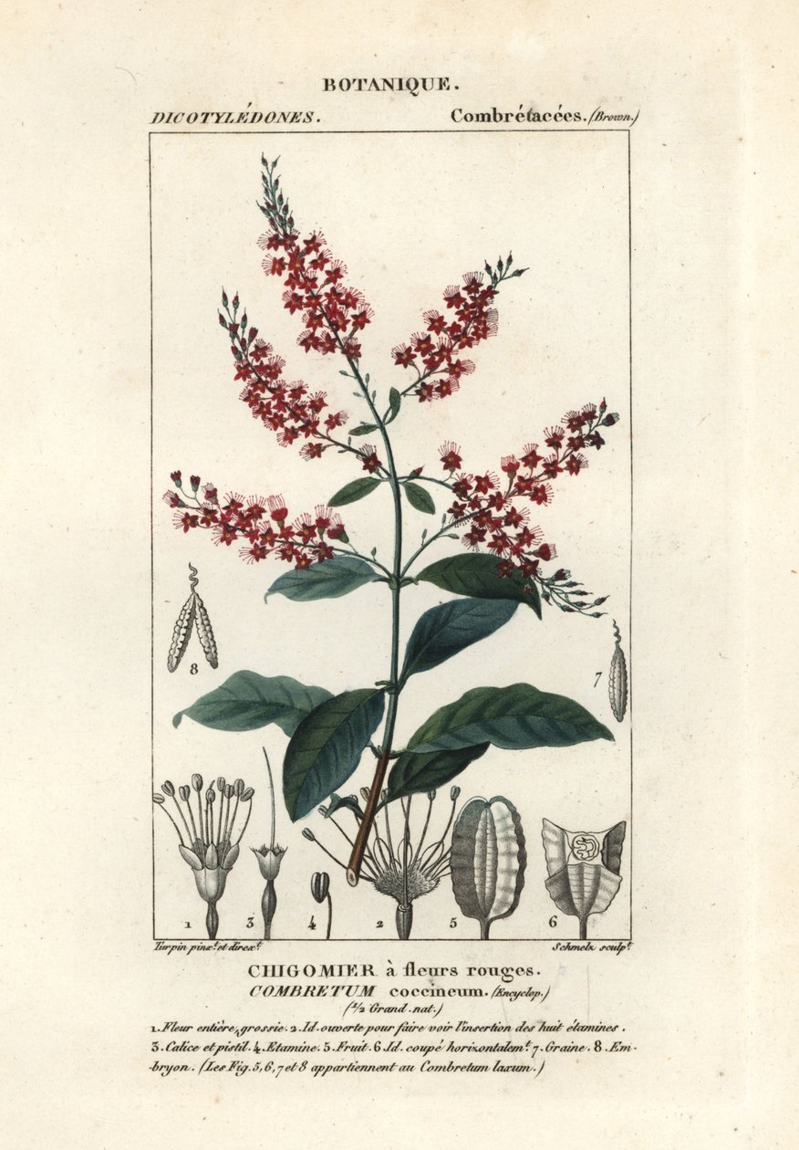 Vrba keřová, Combretum coccineum od Stanghi Stanghi