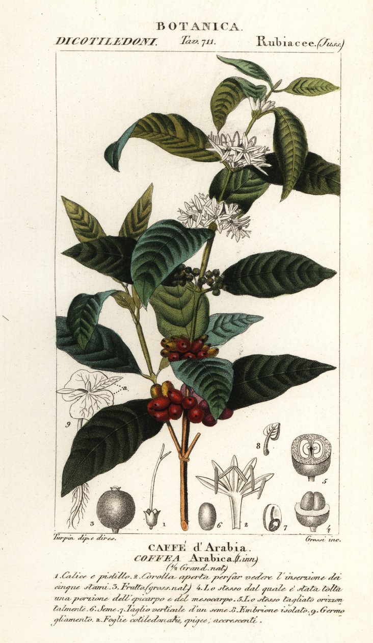 Káva, Coffea arabica, Caffe d’Arabia od Stanghi Stanghi