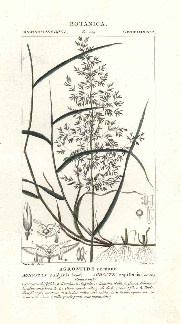 Ohyb obecný, Agrostis capillaris od Stanghi Stanghi
