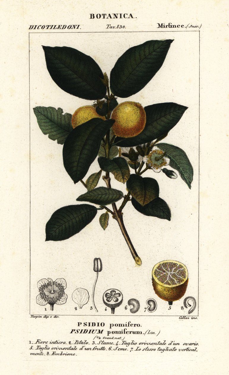 Kvajáva obecná, Psidium guajava od Stanghi Stanghi