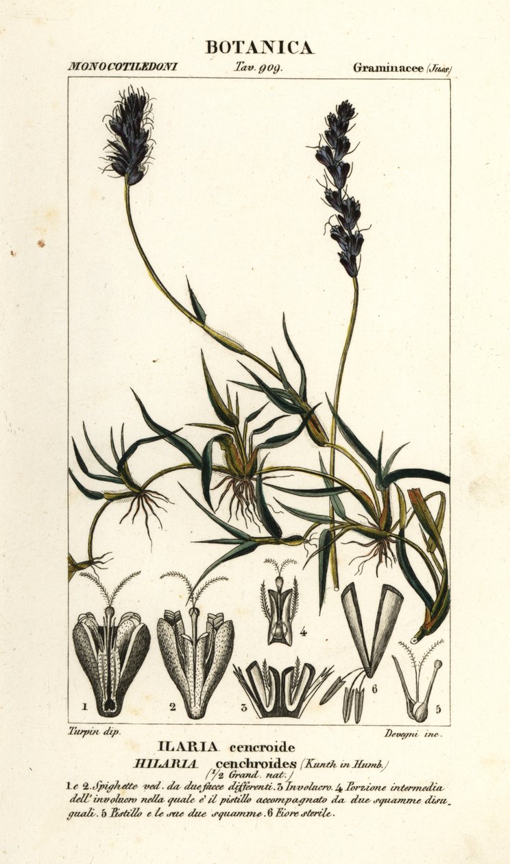Mesquite kadeřavý, Hilaria cenchroides od Stanghi Stanghi