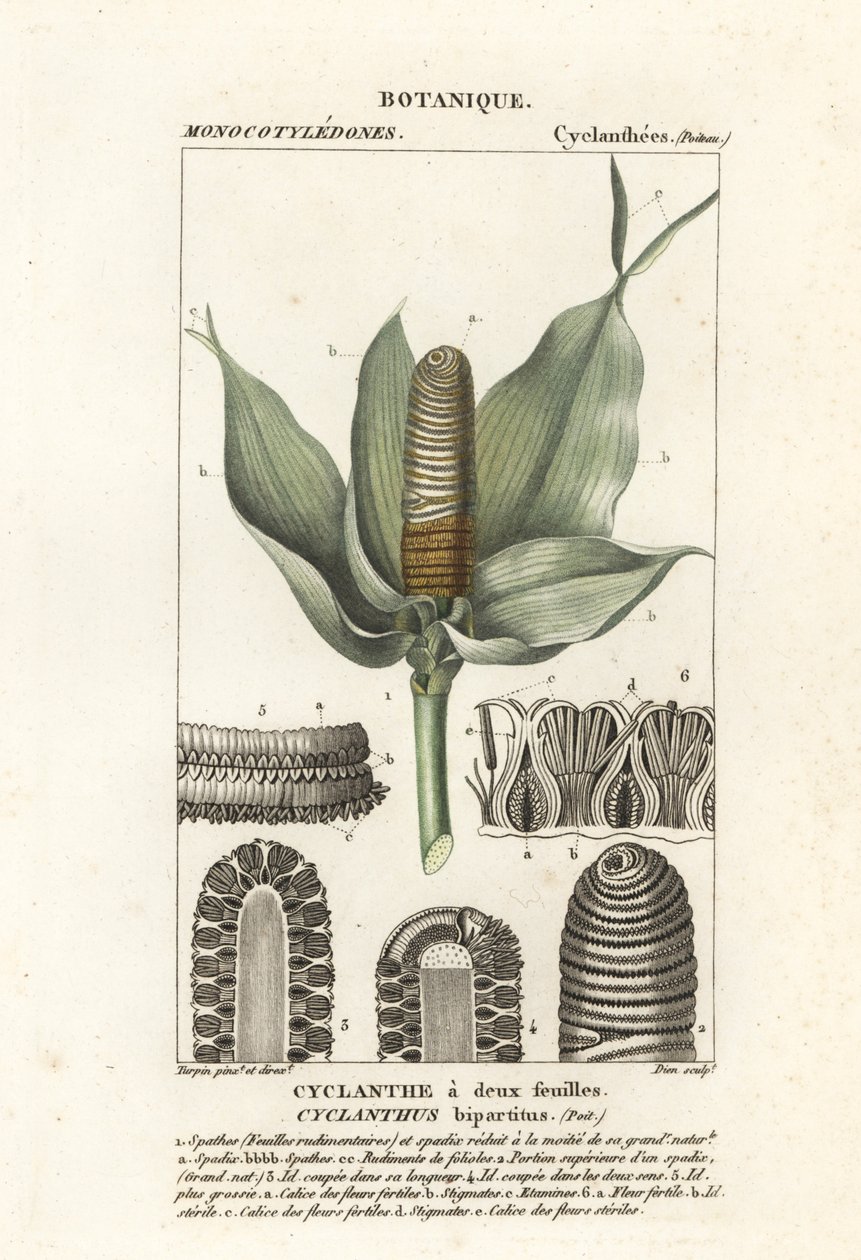 Cyclanthus bipartitus od Stanghi Stanghi