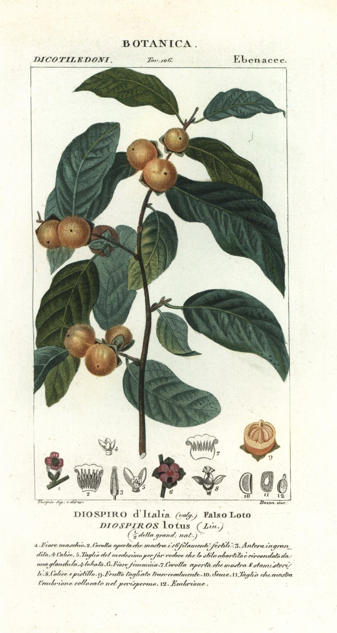 Datle švestka, Diospyros lotos od Stanghi Stanghi