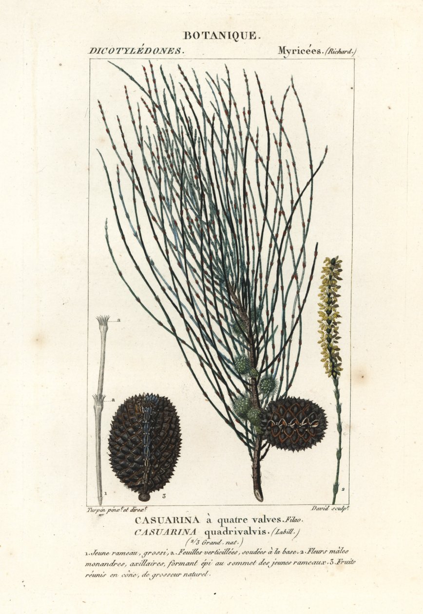 Převislý šelma, Allocasuarina verticillata od Stanghi Stanghi