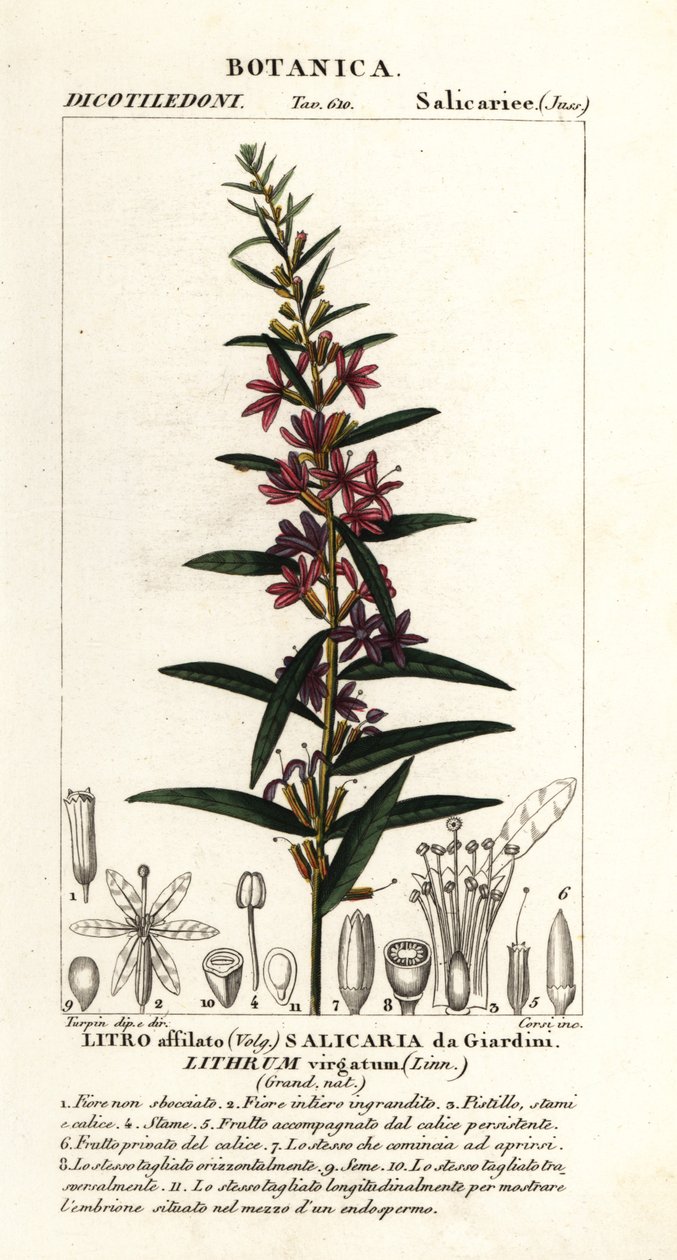 Evropská hůlka loosestrife, Lythrum virgatum od Stanghi Stanghi