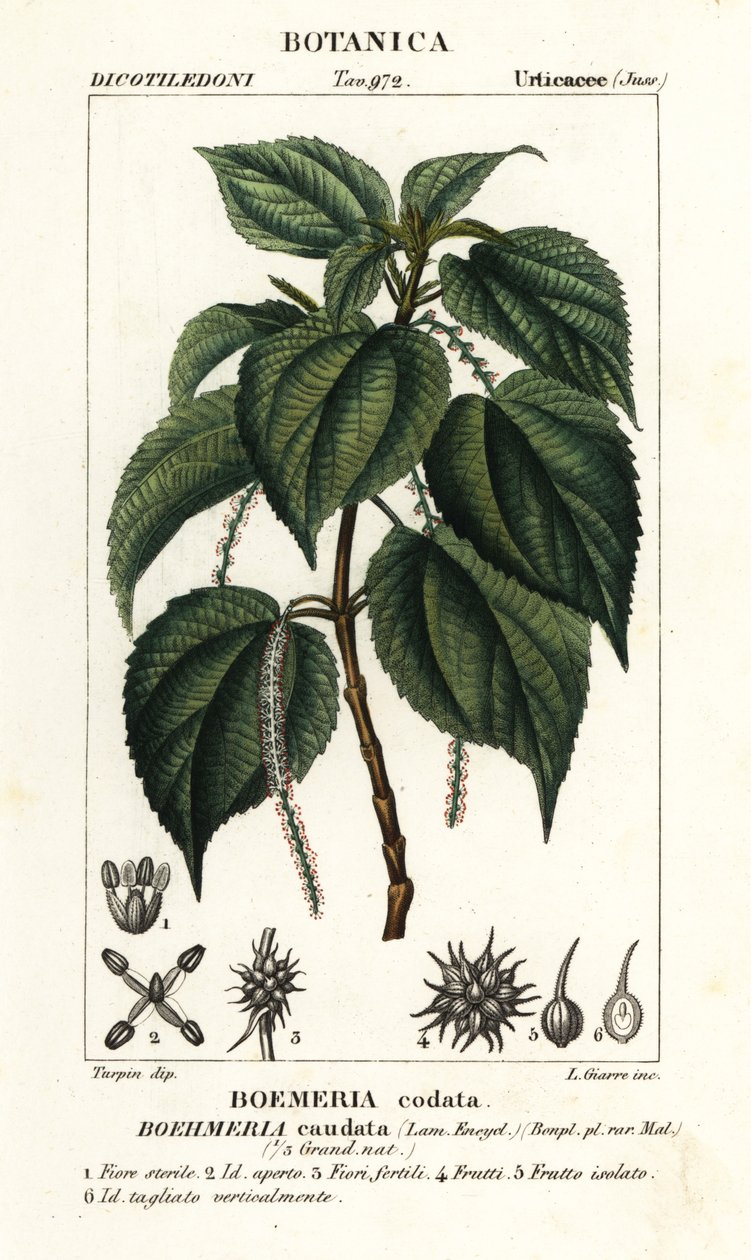 Netřesk falešný, Boehmeria caudata od Stanghi Stanghi