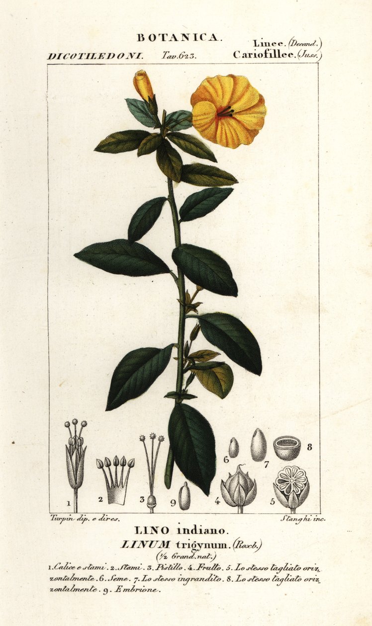 Francouzský len, Linum trigynum od Stanghi Stanghi
