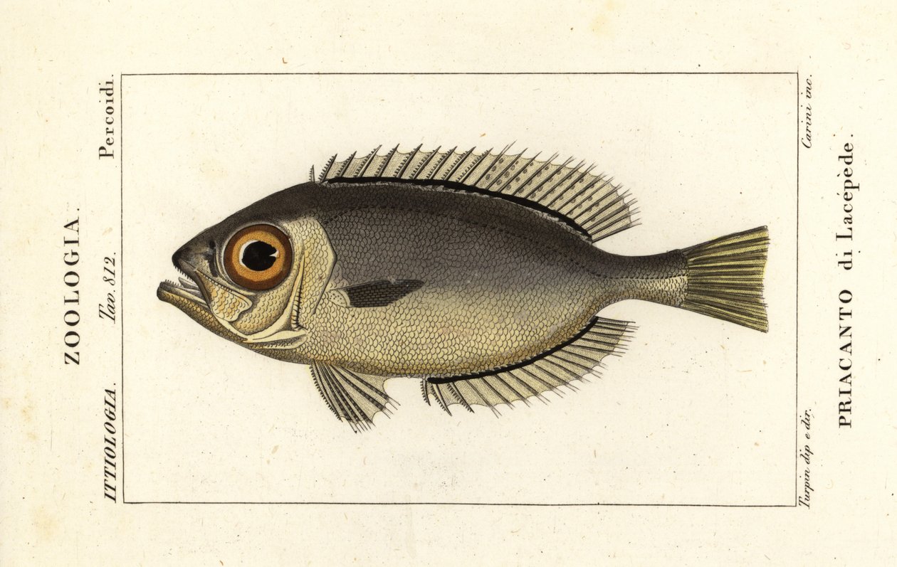 Velkoočky, Heteropriacanthus cruentatus od Stanghi Stanghi
