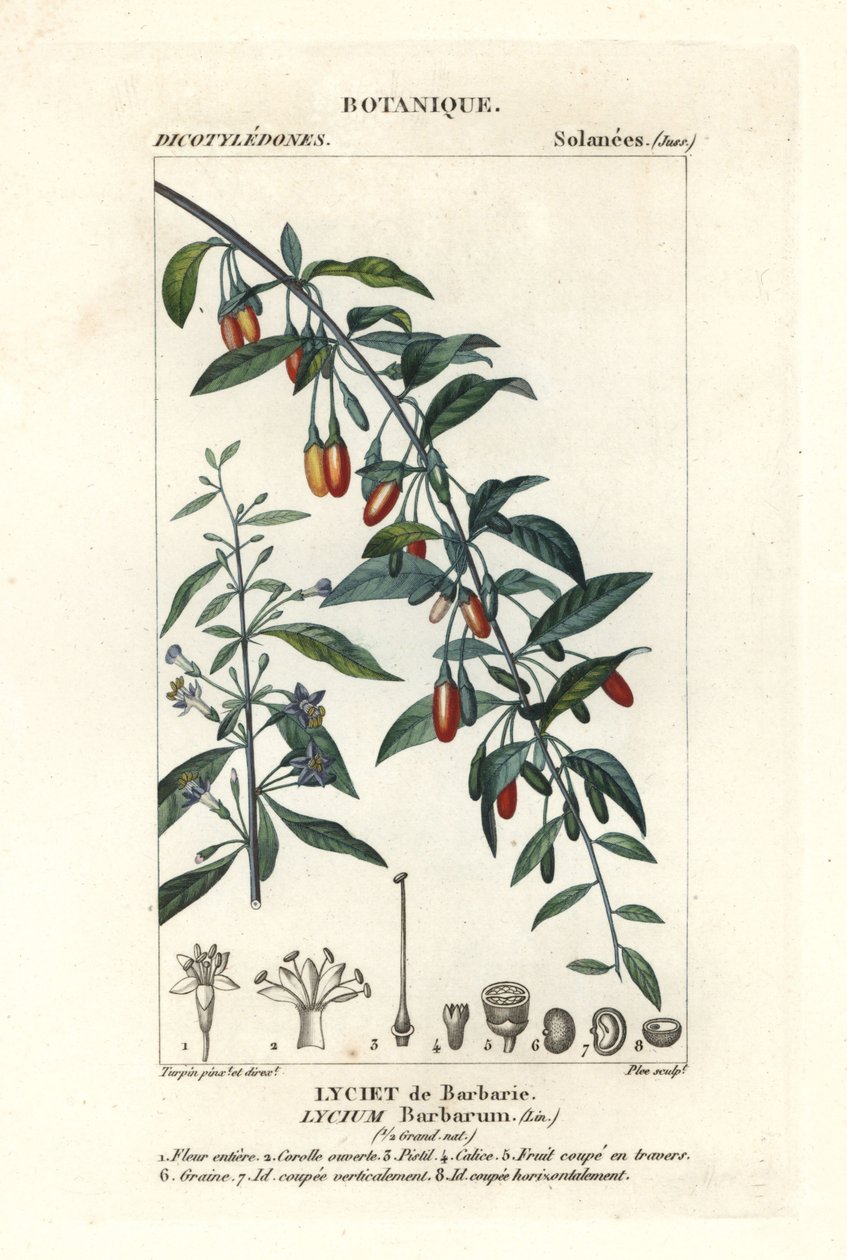 Goji bobule, Lycium barrum od Stanghi Stanghi