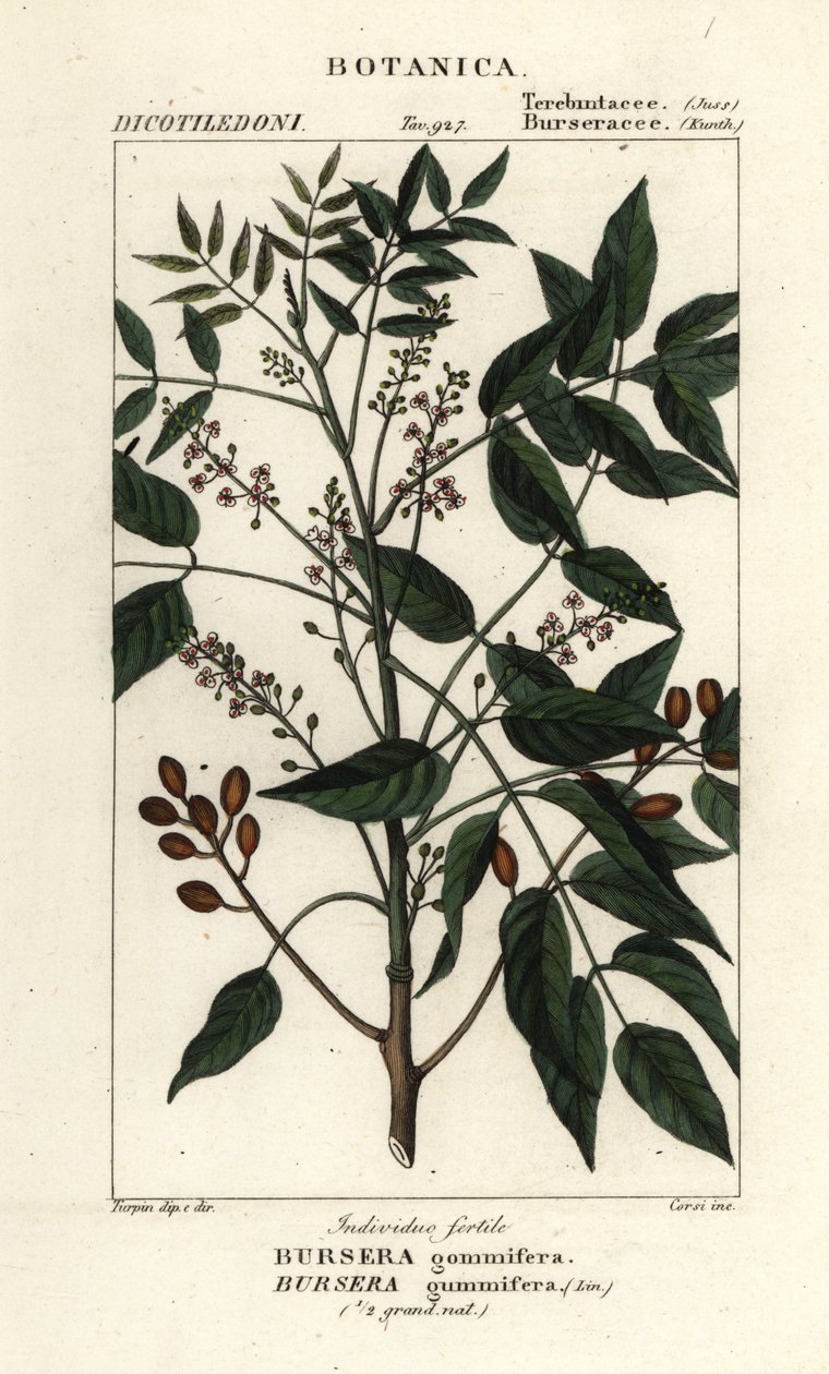 Gumbo-limbo, Bursera simaruba od Stanghi Stanghi