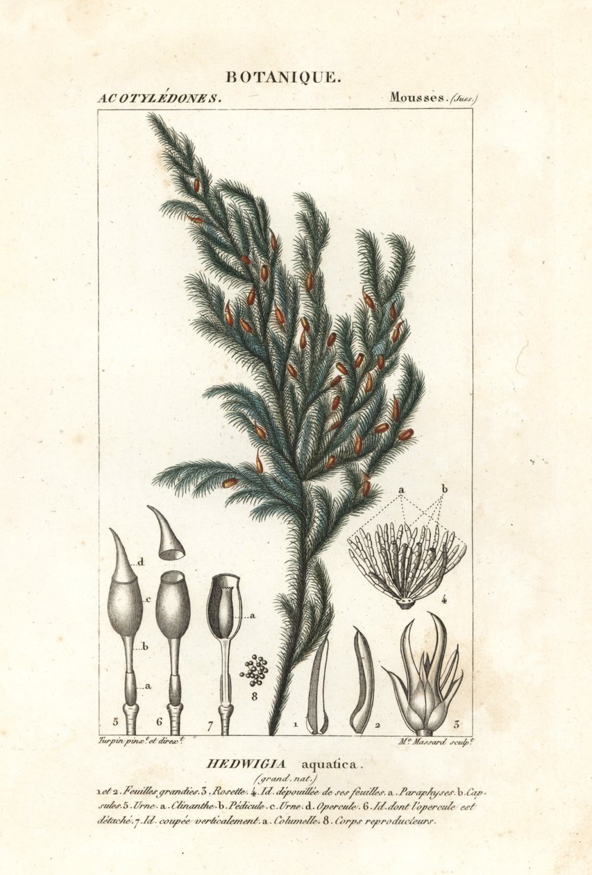 mech Hedwigia aquatica od Stanghi Stanghi