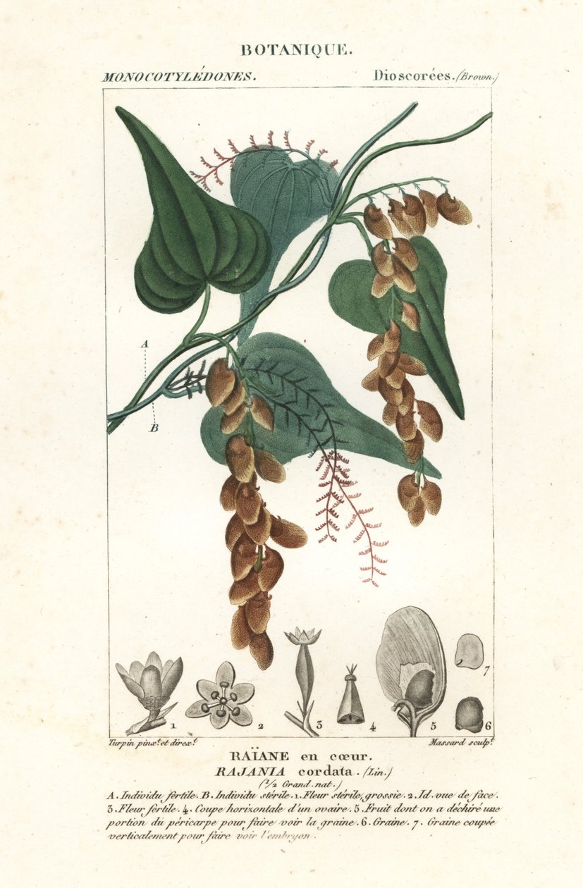 Himber strom, Rajania cordata od Stanghi Stanghi
