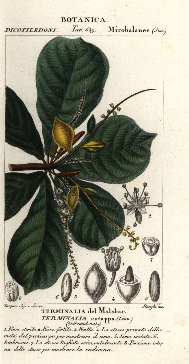 Indická mandle, Terminalia catappa od Stanghi Stanghi