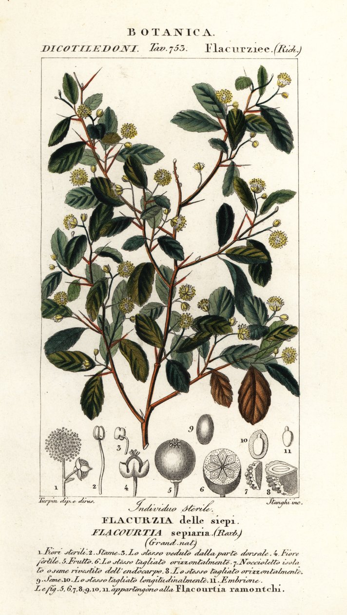 Indická švestka, Flacourtia indica od Stanghi Stanghi