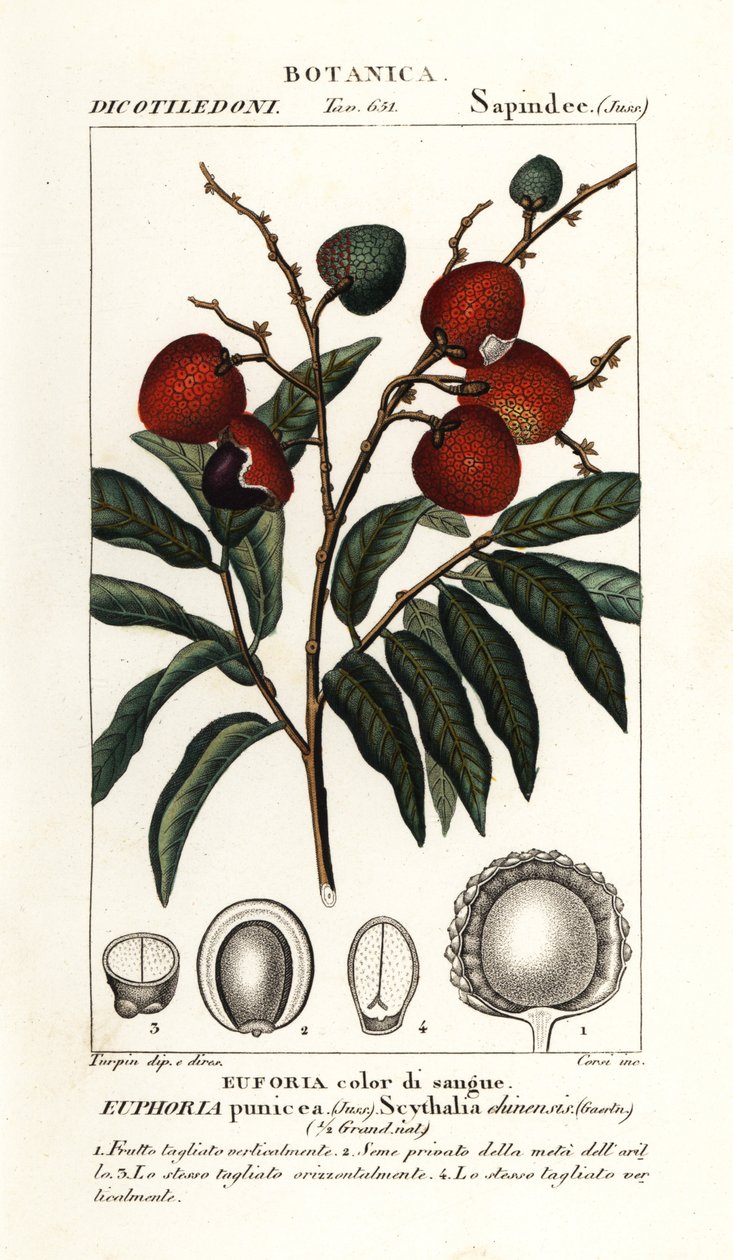 Ovoce liči, Litchi chinensis od Stanghi Stanghi