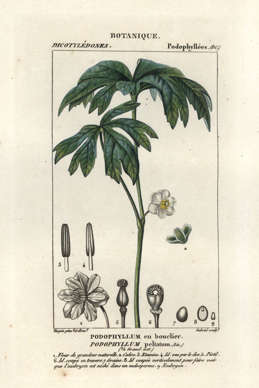 Májovník, Podophyllum peltatum od Stanghi Stanghi