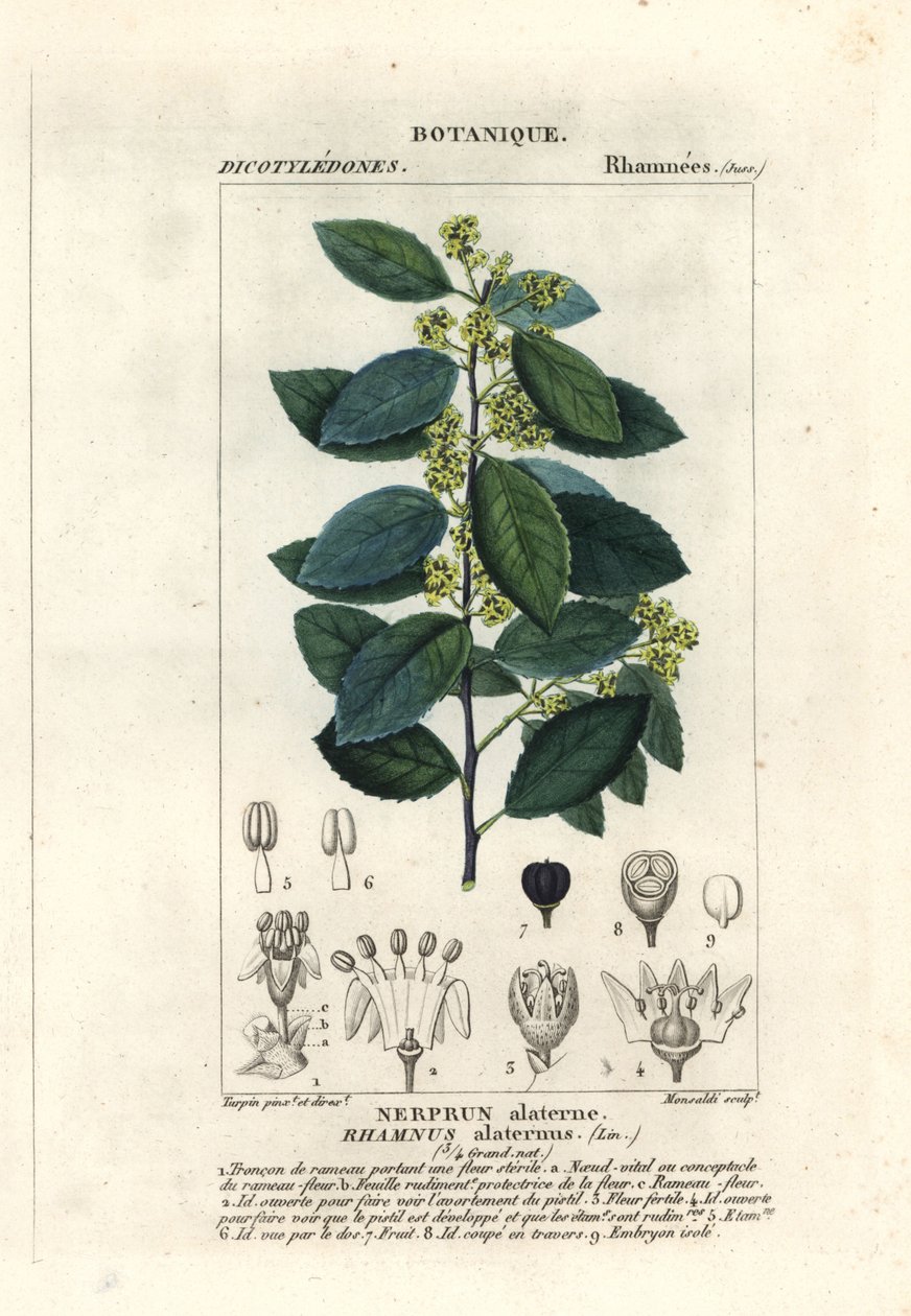 řešetlák středomořský, Rhamnus alaternus od Stanghi Stanghi