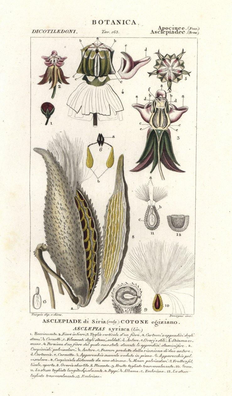 Milkweed, Asclepias syriaca od Stanghi Stanghi