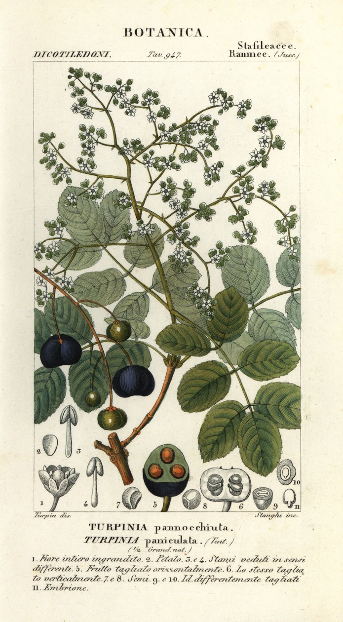 Muttonwood, Turpinia occidentalis od Stanghi Stanghi