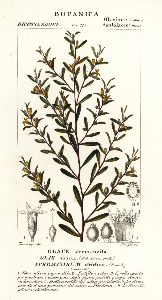 Olax stricta od Stanghi Stanghi