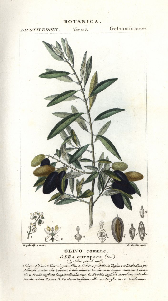 Olive tree, Olea europaea od Stanghi Stanghi