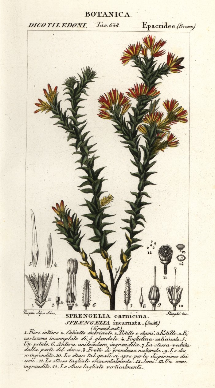 Růžové bažinaté vřesoviště, Sprengelia incarnata od Stanghi Stanghi