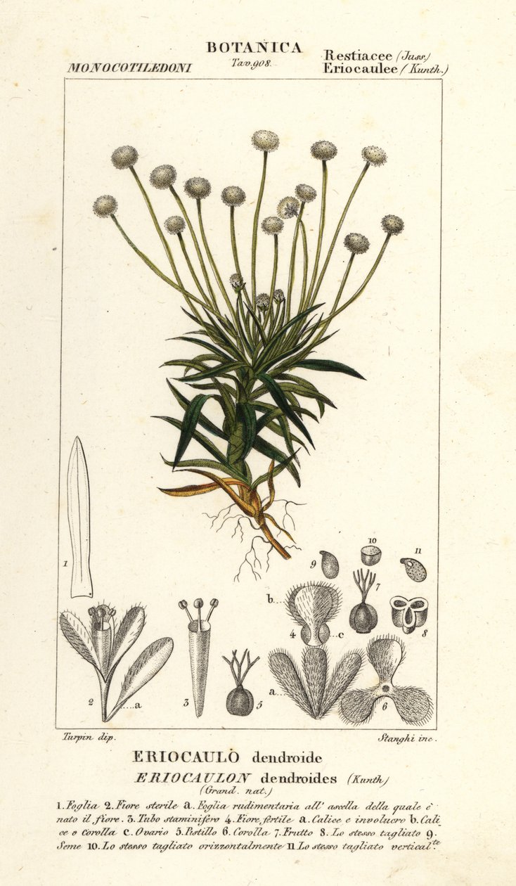 Pipewort, Paepalanthus dendroides od Stanghi Stanghi