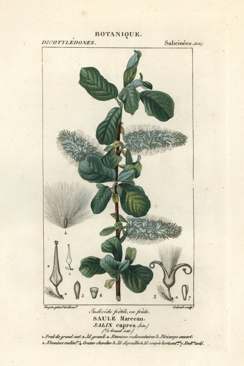 Pussy willow, Salix caprea od Stanghi Stanghi