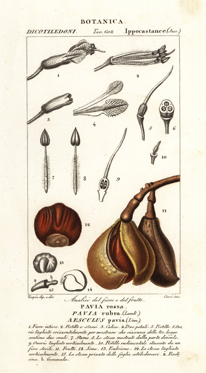 Červený buckeye, Aesculus pavia od Stanghi Stanghi