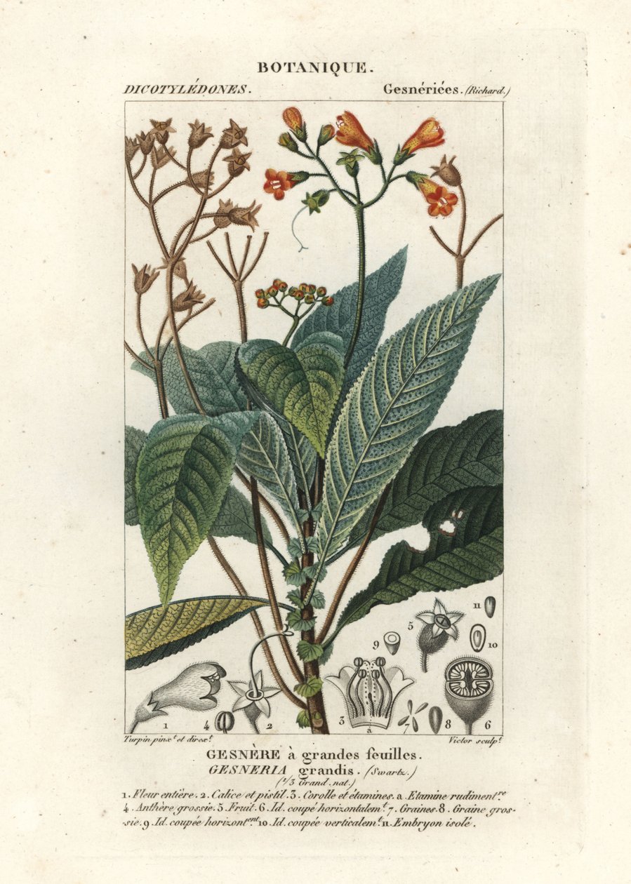 Rhytidophyllum grande od Stanghi Stanghi