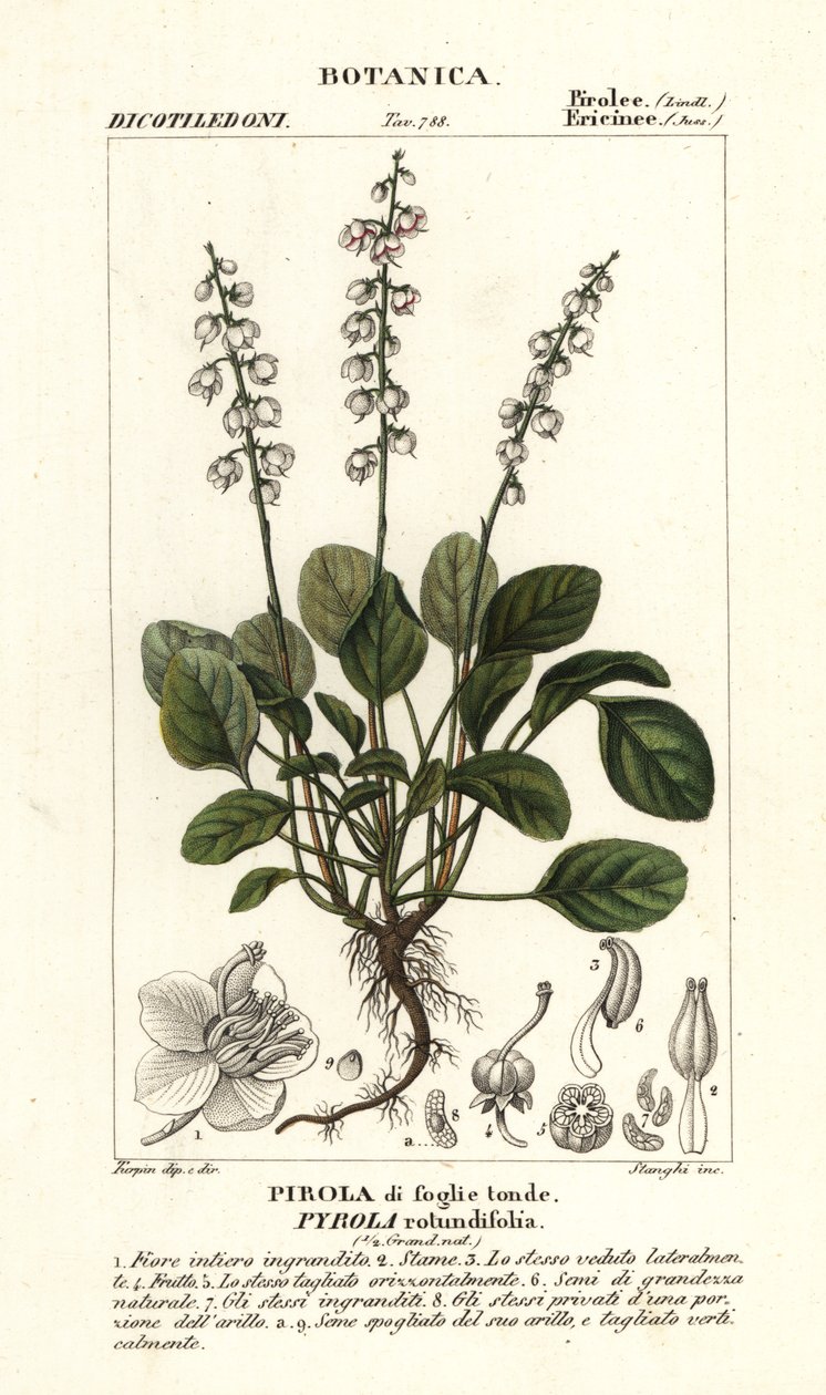 Zimozel okrouhlolistý, Pyrola rotundifolia od Stanghi Stanghi