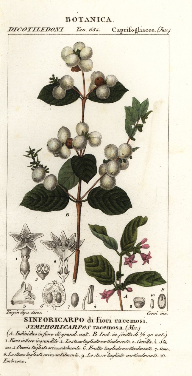 Sanouberi, Cymphoria rasamosa od Stanghi Stanghi