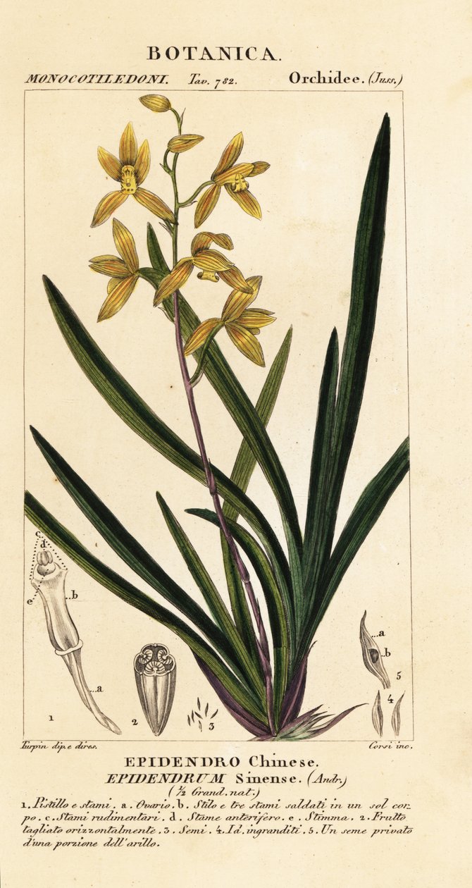 Umírající orchidej, Cymbidium sinense od Stanghi Stanghi