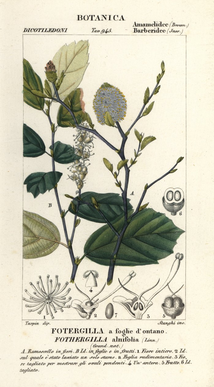 Čarodějnice bez, Fothergilla gardenii od Stanghi Stanghi
