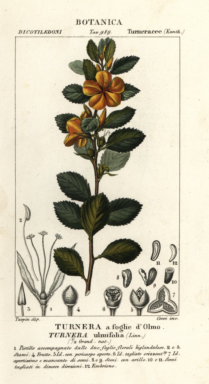 Olše žlutá, Turnera ulmifolia od Stanghi Stanghi