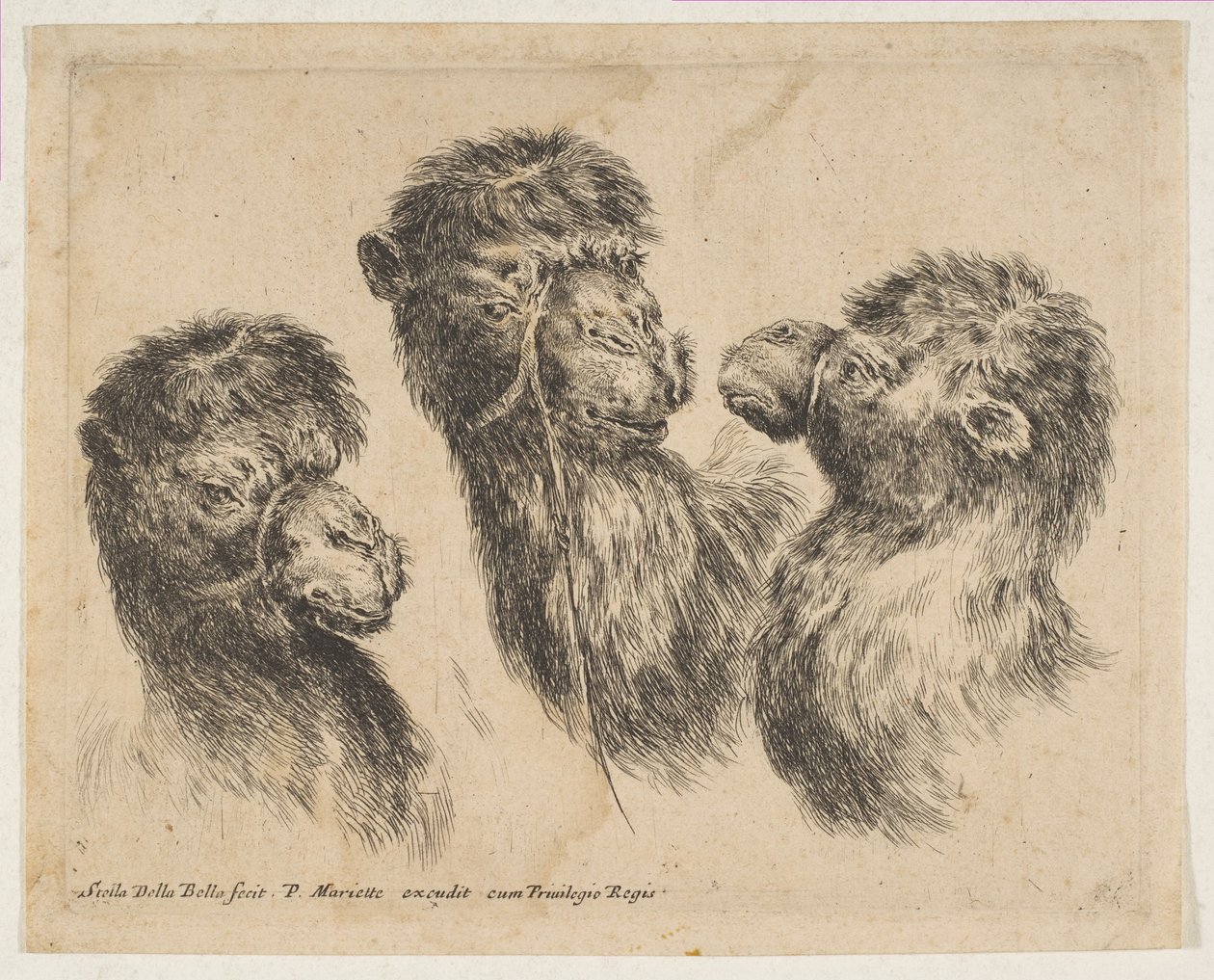 Tři velbloudí hlavy, ca. 1641. od Stefano della Bella