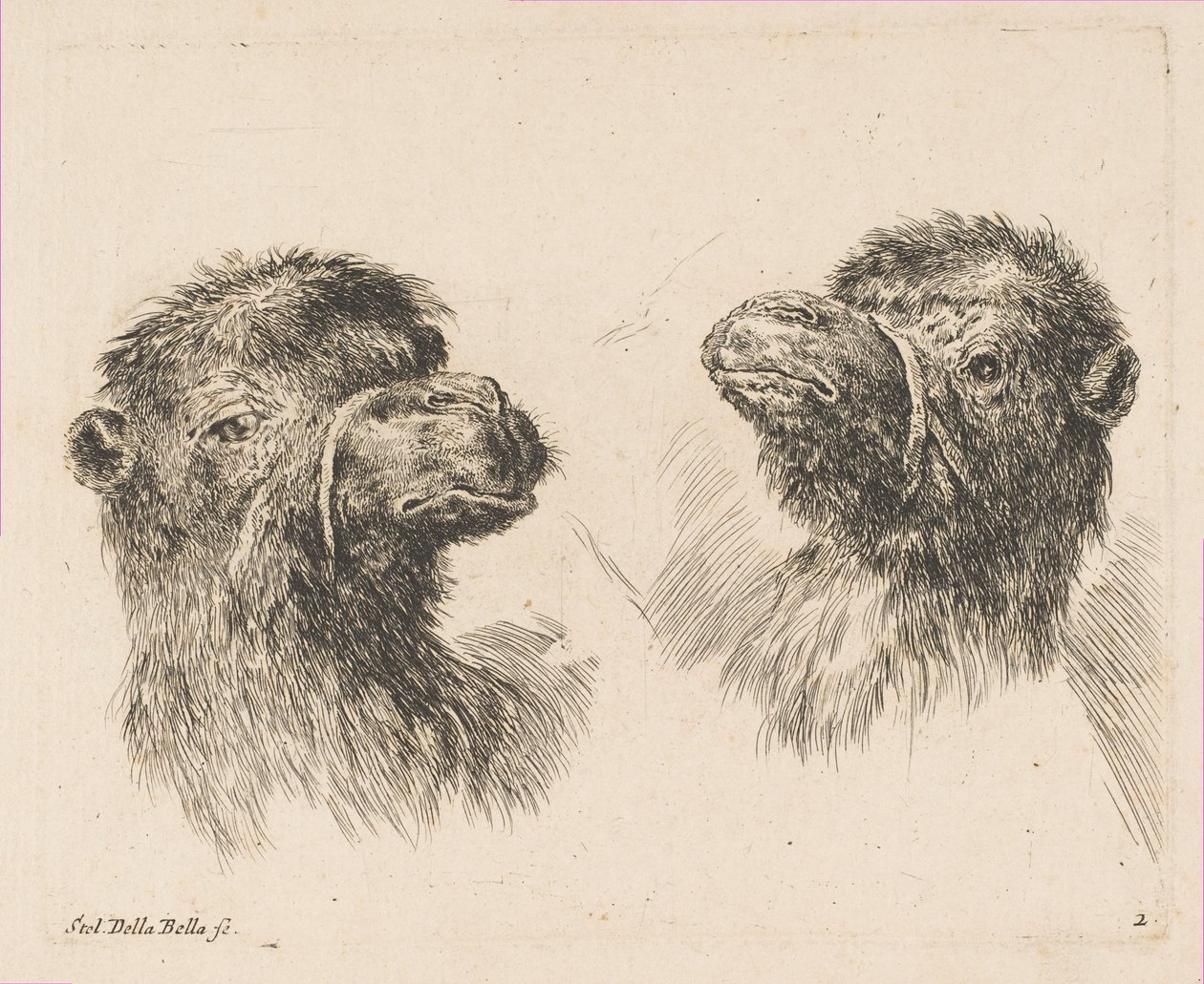 Dvě velbloudí hlavy, ca. 1641. od Stefano della Bella