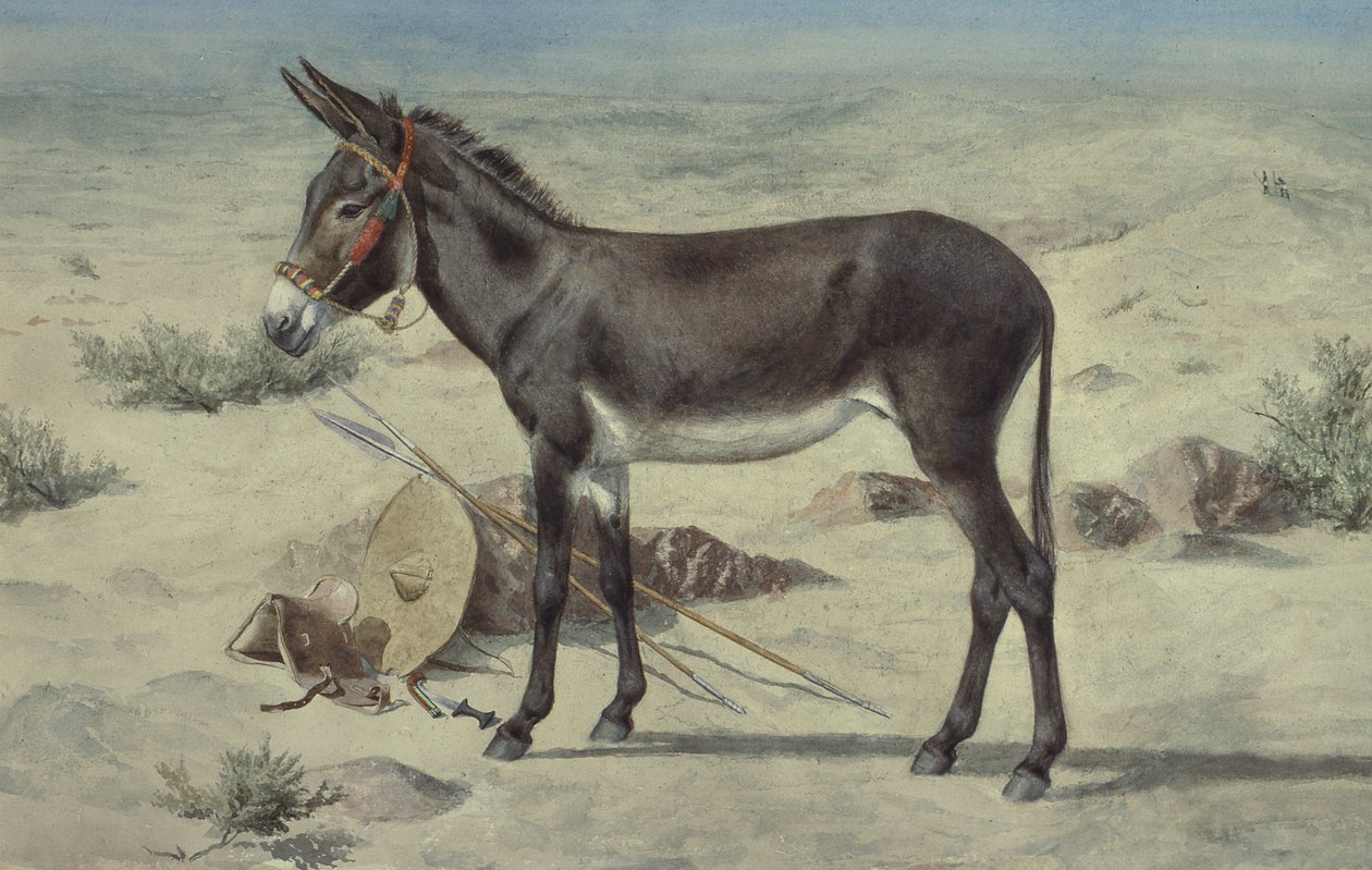 Studie na zvířatech (S.Ex.3-1885) od Stephen Briggs Carlil