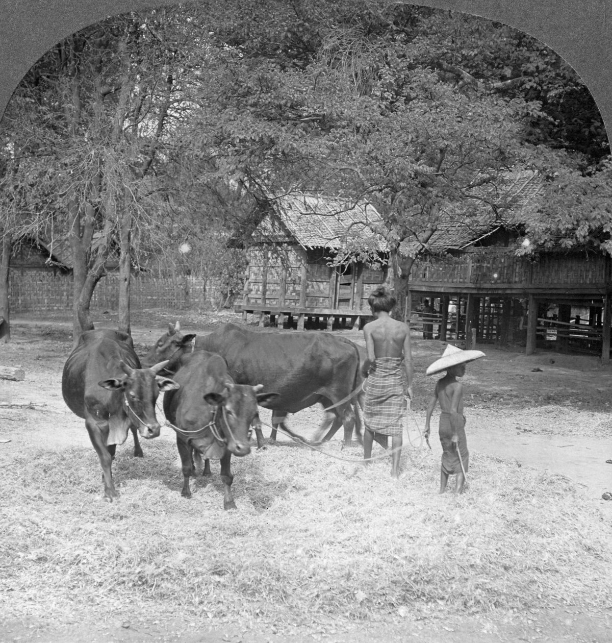 Mlátička rýže, Amarapura, Barma, 1908 od Stereo Travel Co